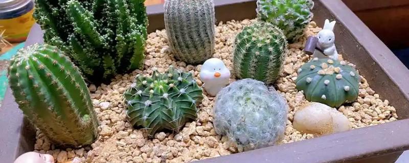 仙人球花期怎么养护，每隔20天施肥一次