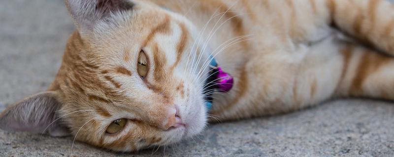 猫鼻支的症状，前期会出现低烧、流鼻水、流眼泪等情况