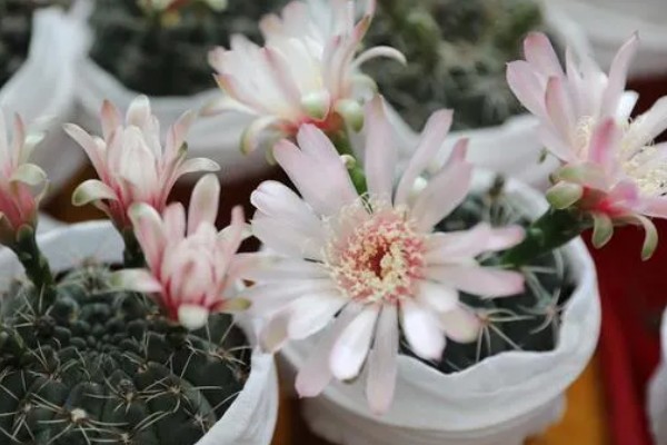 仙人球花期怎么养护，每隔20天施肥一次