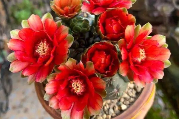 仙人球花期怎么养护，每隔20天施肥一次