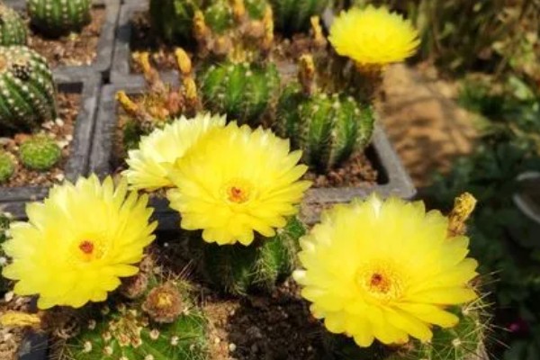 仙人球花期怎么养护，每隔20天施肥一次