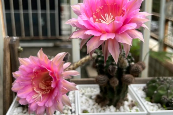 仙人球花期怎么养护，每隔20天施肥一次