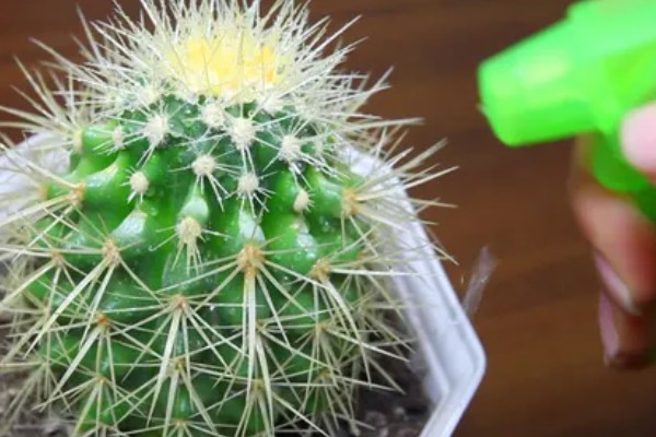 仙人球花期怎么养护，每隔20天施肥一次