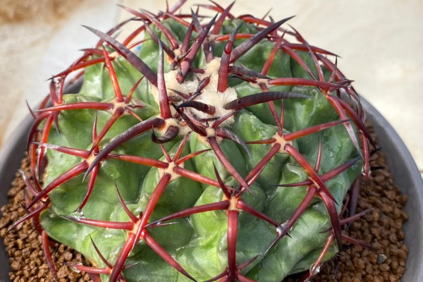 仙人球花期怎么养护，每隔20天施肥一次