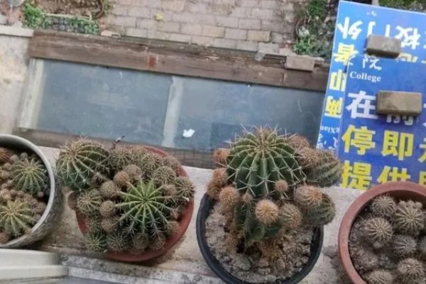 仙人球花期怎么养护，每隔20天施肥一次