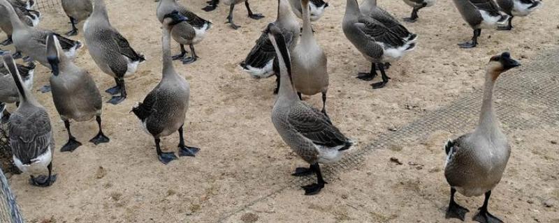 鹅的脚掌为什么会变肿，可能是痛风、关节炎综合症所致