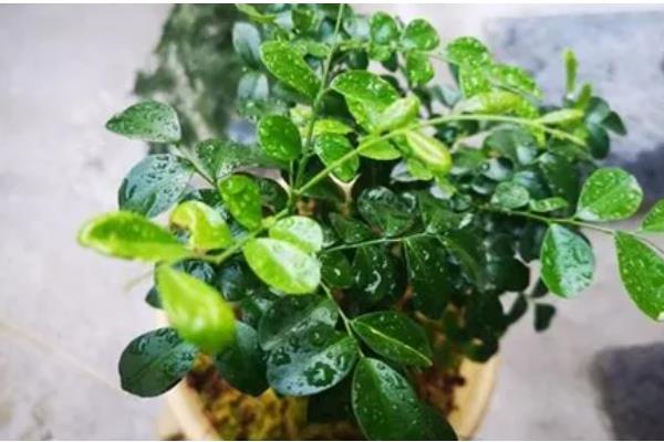 九里香3年可以长多粗,可以长3-5厘米粗