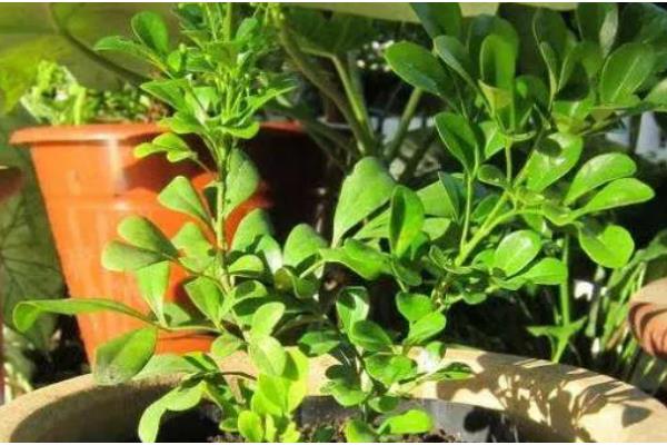 九里香3年可以长多粗,可以长3-5厘米粗