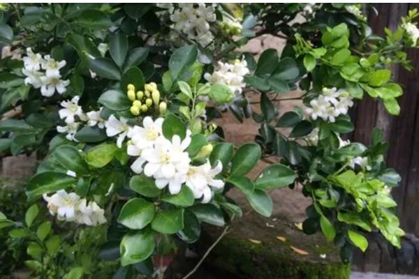 九里香3年可以长多粗,可以长3-5厘米粗