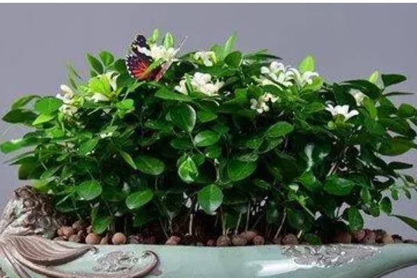 九里香3年可以长多粗,可以长3-5厘米粗