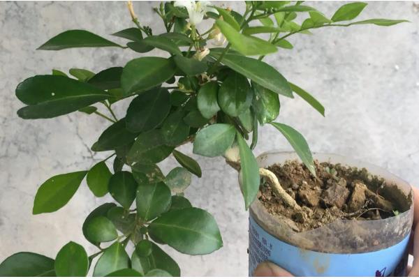 九里香3年可以长多粗,可以长3-5厘米粗