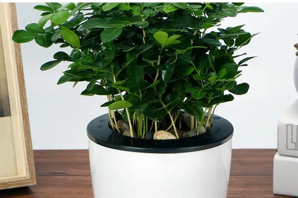 九里香3年可以长多粗,可以长3-5厘米粗