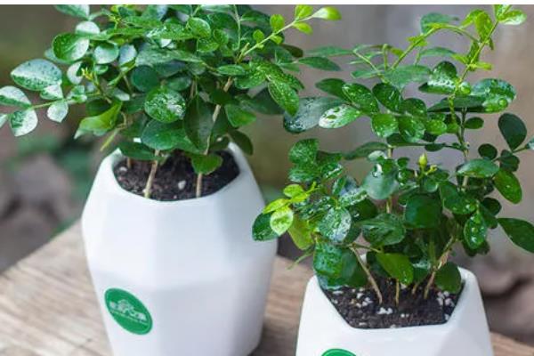 九里香3年可以长多粗,可以长3-5厘米粗