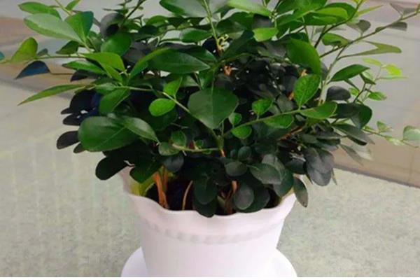 九里香3年可以长多粗,可以长3-5厘米粗