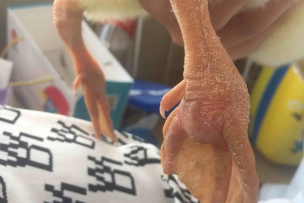 鹅的脚掌为什么会变肿,可能是痛风、关节炎综合症所致