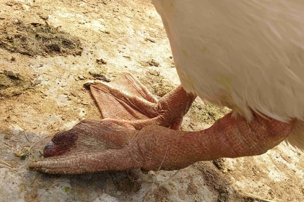 鹅的脚掌为什么会变肿,可能是痛风、关节炎综合症所致