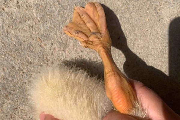 鹅的脚掌为什么会变肿,可能是痛风、关节炎综合症所致