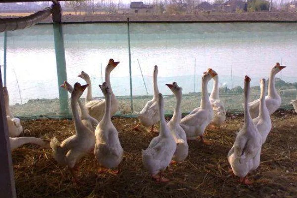 鹅的脚掌为什么会变肿,可能是痛风、关节炎综合症所致