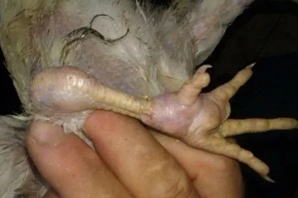 鹅的脚掌为什么会变肿,可能是痛风、关节炎综合症所致