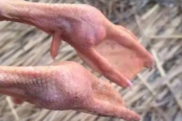 鹅的脚掌为什么会变肿,可能是痛风、关节炎综合症所致