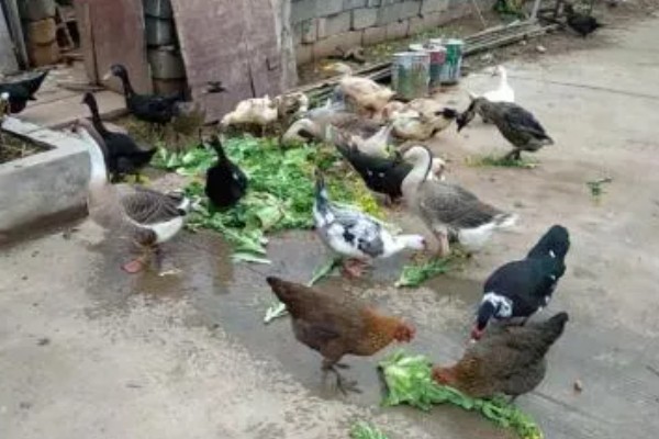 鹅的脚掌为什么会变肿,可能是痛风、关节炎综合症所致