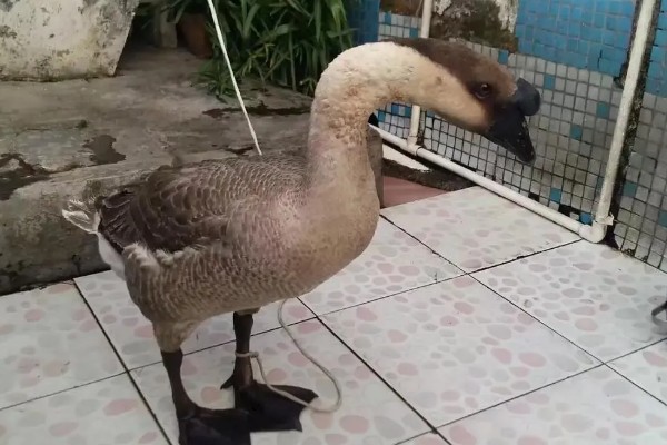 鹅的脚掌为什么会变肿,可能是痛风、关节炎综合症所致