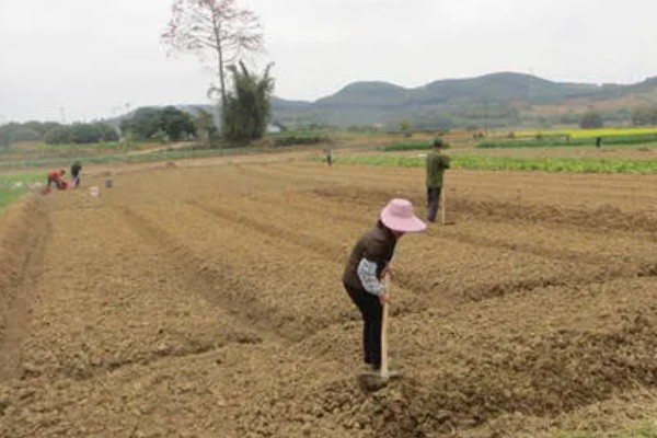洋葱如何种植，选择籽粒饱满且无病害的种子