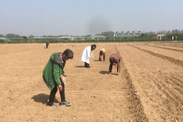 洋葱如何种植，选择籽粒饱满且无病害的种子