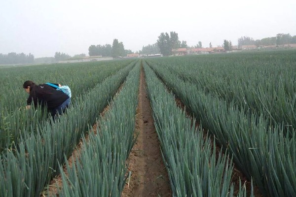 洋葱如何种植，选择籽粒饱满且无病害的种子