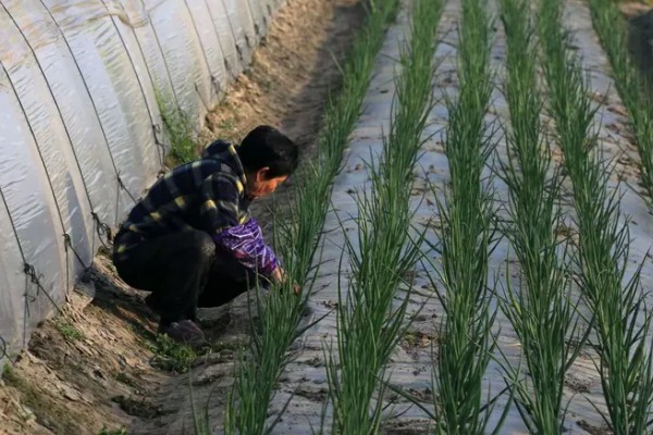 洋葱如何种植，选择籽粒饱满且无病害的种子
