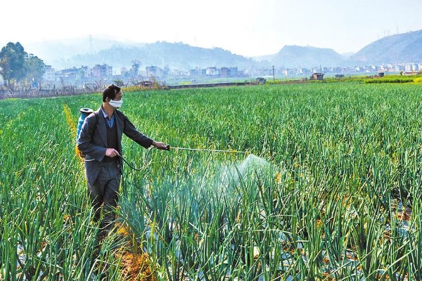 洋葱如何种植，选择籽粒饱满且无病害的种子