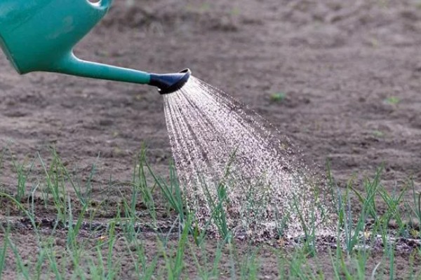 洋葱如何种植，选择籽粒饱满且无病害的种子