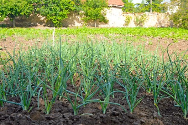 洋葱如何种植，选择籽粒饱满且无病害的种子