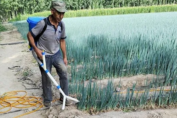 洋葱如何种植，选择籽粒饱满且无病害的种子