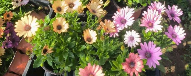 南非万寿菊的修剪方法，苗期要剪除植株顶端的枝叶