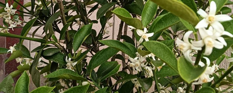 金桔开花如何维护，最好保持土壤微微湿润