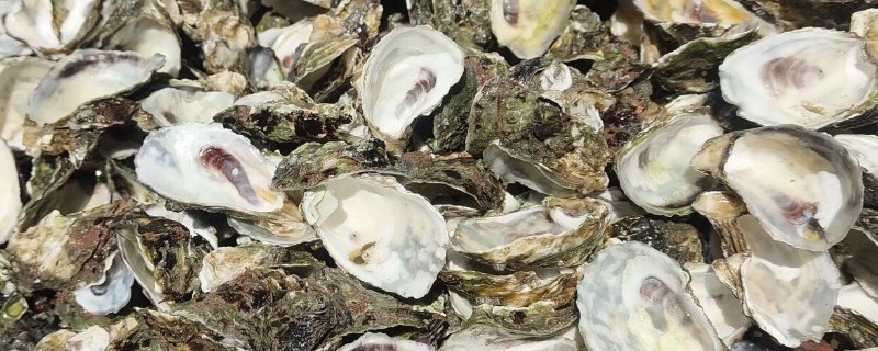 海蛎壳能加工成什么材料，可以加工成壳灰等材料