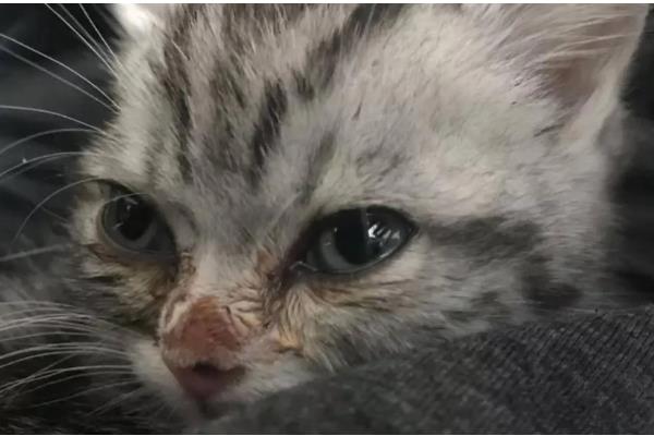 猫鼻支的症状，前期会出现低烧、流鼻水、流眼泪等情况