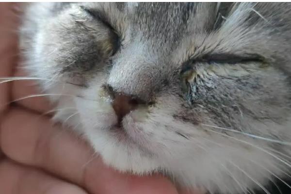 猫鼻支的症状，前期会出现低烧、流鼻水、流眼泪等情况