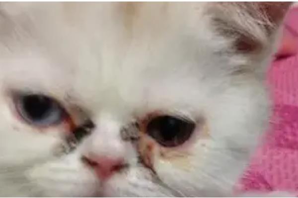 猫鼻支的症状，前期会出现低烧、流鼻水、流眼泪等情况