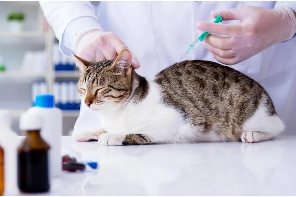 猫鼻支的症状，前期会出现低烧、流鼻水、流眼泪等情况