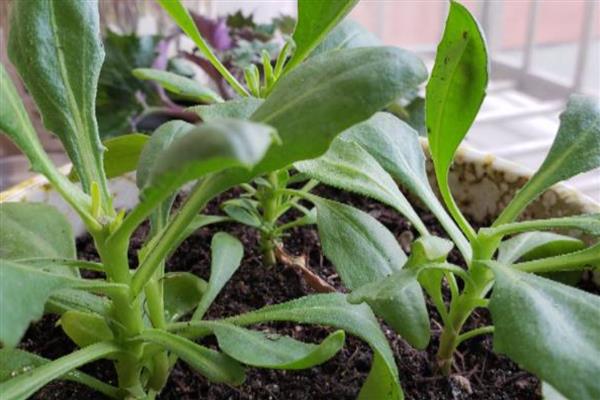 南非万寿菊的修剪方法,苗期要剪除植株顶端的枝叶