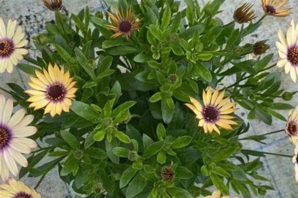 南非万寿菊的修剪方法,苗期要剪除植株顶端的枝叶