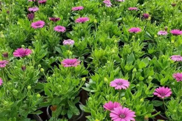 南非万寿菊的修剪方法,苗期要剪除植株顶端的枝叶