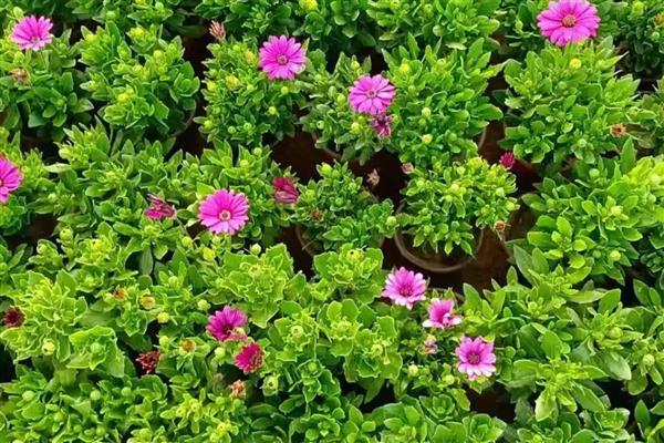 南非万寿菊的修剪方法,苗期要剪除植株顶端的枝叶