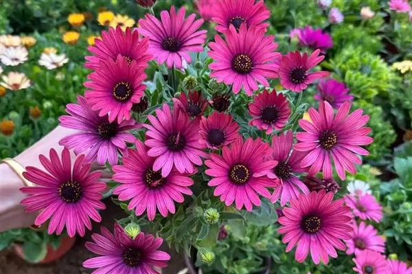 南非万寿菊的修剪方法,苗期要剪除植株顶端的枝叶