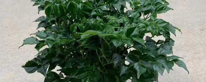 幸福树太高了如何修剪，可选择在春季萌芽前进行