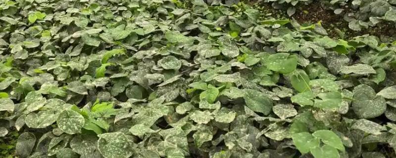 淫羊藿植物介绍，其株高20-60厘米