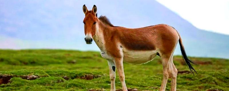 野驴的蹄子要不要修，运动量较大蹄子会自然磨损