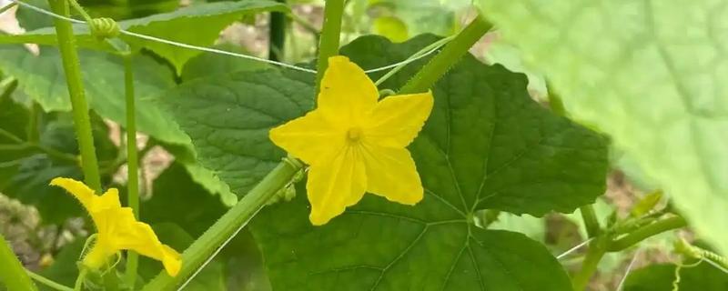 黄瓜的雄花和雌花如何区别，雄花的花萼非常小